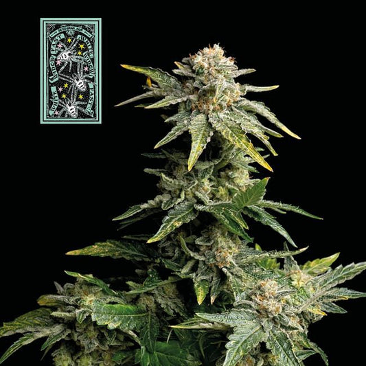 White Widow FAST feminisierte Samen