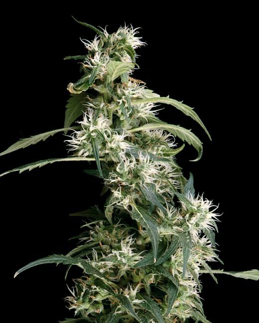 Arjans Ultra Haze #2 feminisierte Samen