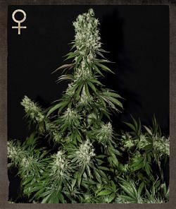 White Strawberry Skunk Feminised Seeds