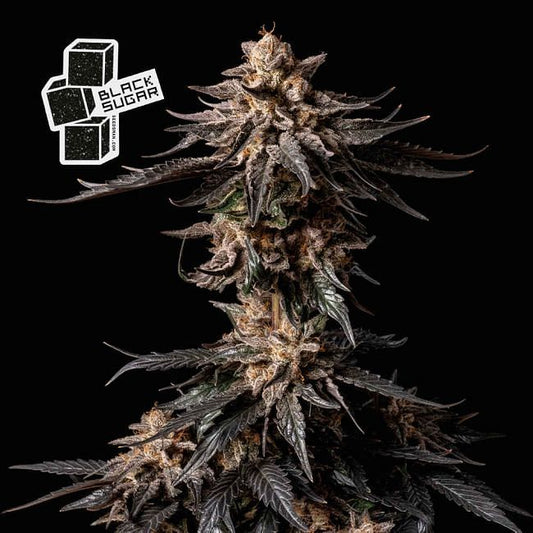 Feminisierte Black Sugar-Samen