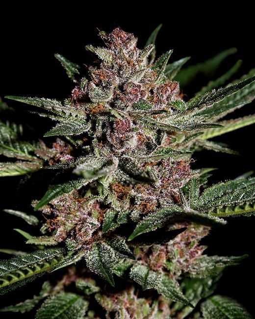 Bubba Kush Feminised Seeds