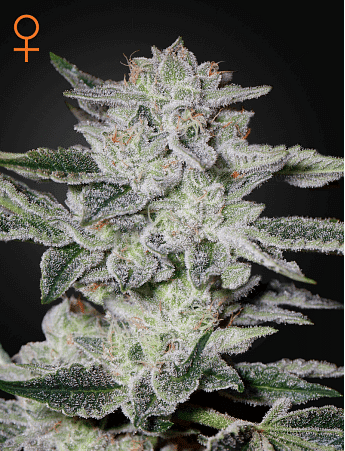 Sweet Valley Kush Feminised Seeds