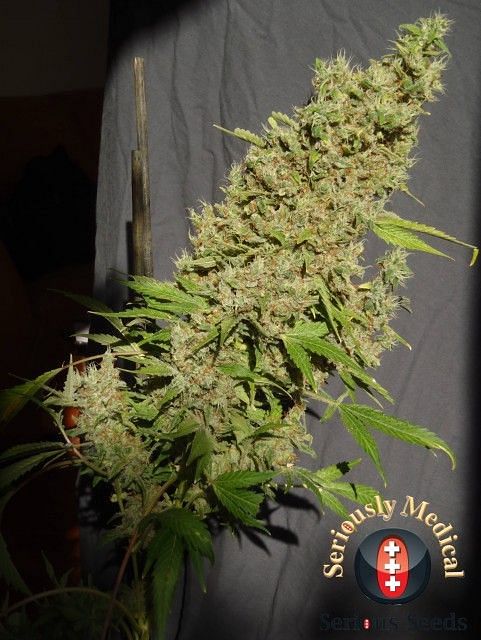 Chronic CBD Feminised Seeds