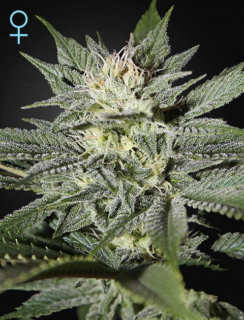 Feminisierte Samen von King's Kush CBD