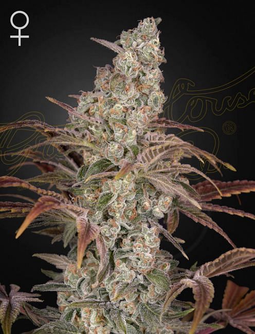 Jack Herer Auto feminisierte Samen