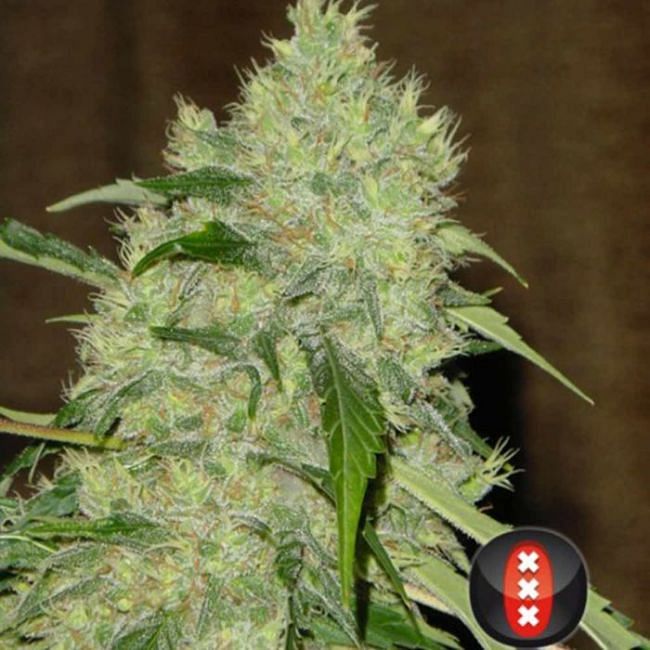 Bubble Gum Feminised Seeds