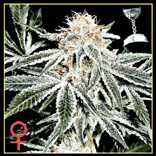 Feminisierte White Widow-Samen 