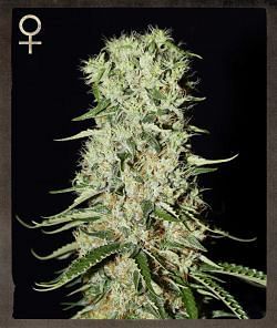 Damnesia Feminised Seeds