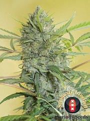 Serious Happiness Feminised Seeds