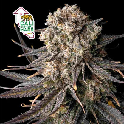 Cali Critical Mass Feminised Seeds