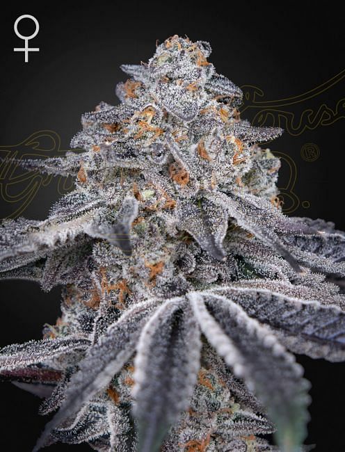 Velvet Moon Feminised Seeds