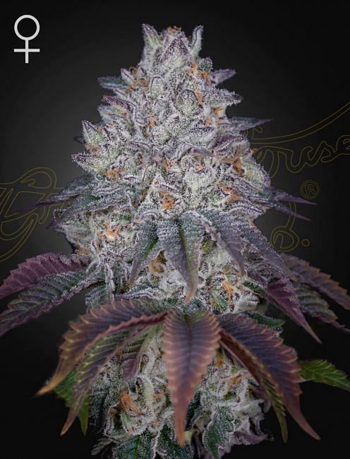 King's Tart Feminised Seeds