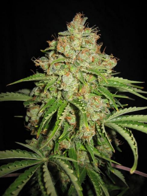 White Russian Auto feminisierte Samen