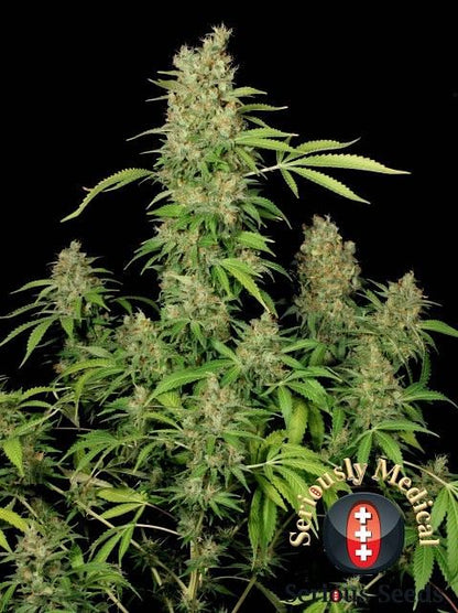 Chronic CBD Feminised Seeds