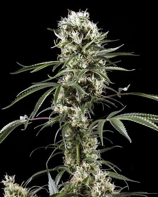 Super Lemon Haze Auto feminisierte Samen 