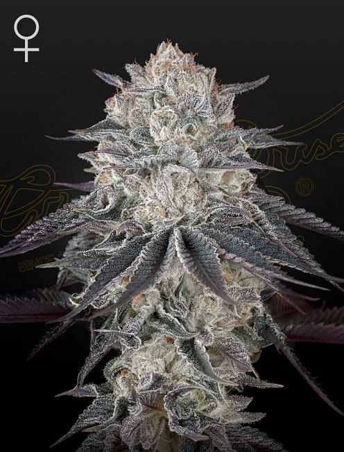 Fullgas Feminised Seeds