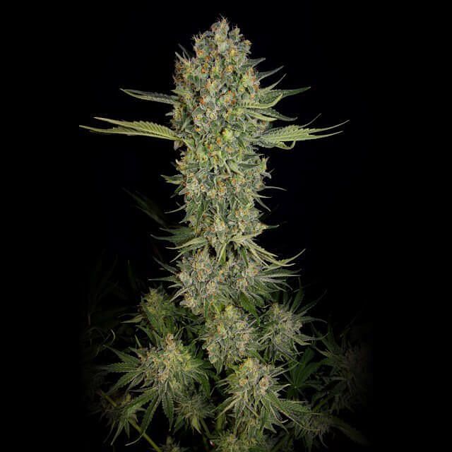 Serious Kush Feminised Seeds