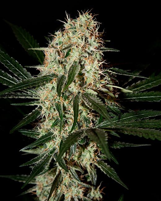 Arjan's Haze #3 Feminised Seeds