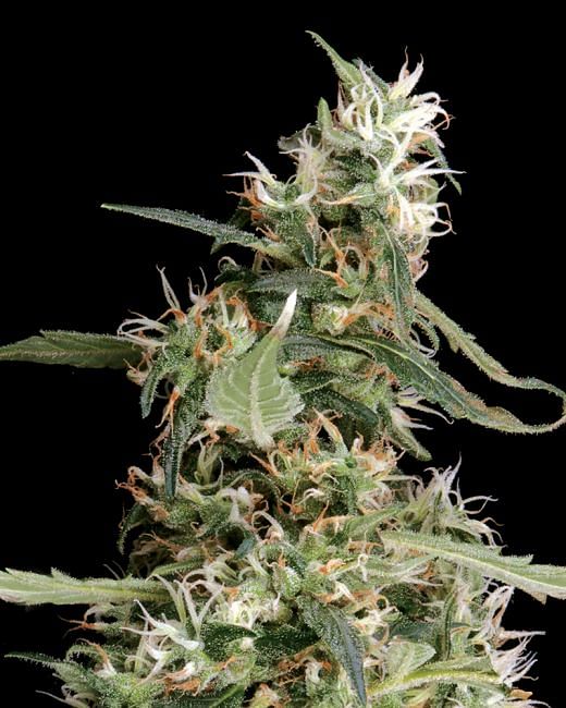 Arjans Ultra Haze #1 feminisierte Samen