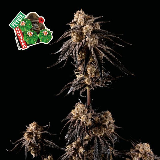 Peyote Gorilla Feminised Seeds