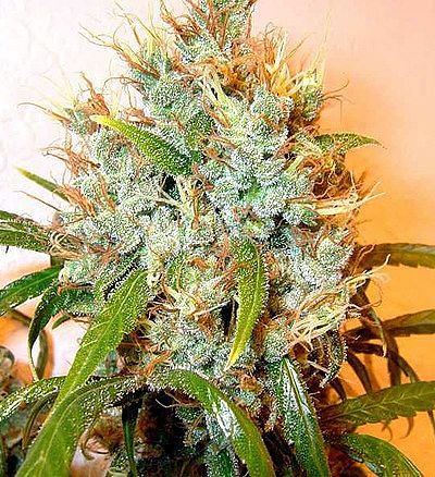 Kali Mist Regular Seeds - 11