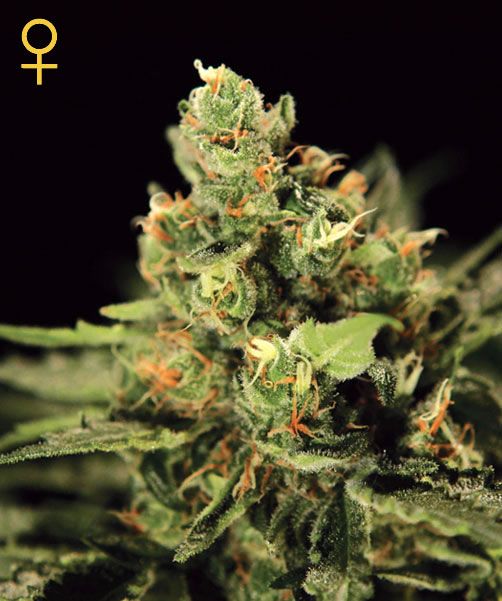 Big Bang Auto Feminised Seeds