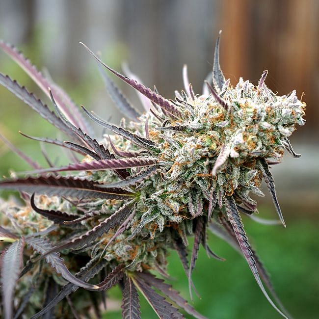 Ice Cream Cake FAST Feminised Seeds