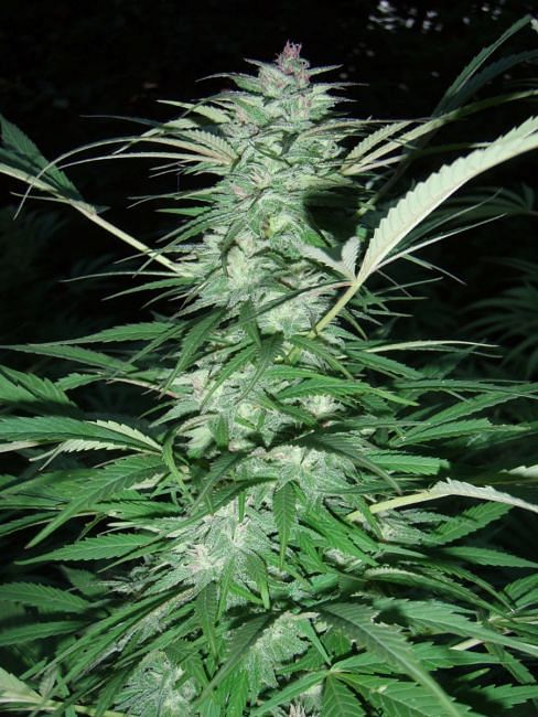 Serious 6 Feminised Seeds