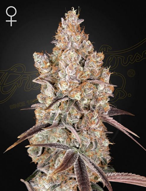 Holy Snow Feminised Seeds