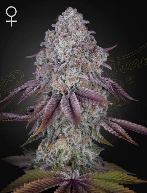 Persian Pie Feminised Seeds