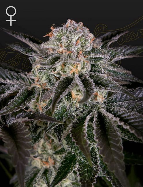 Wonder Pie Feminised Seeds