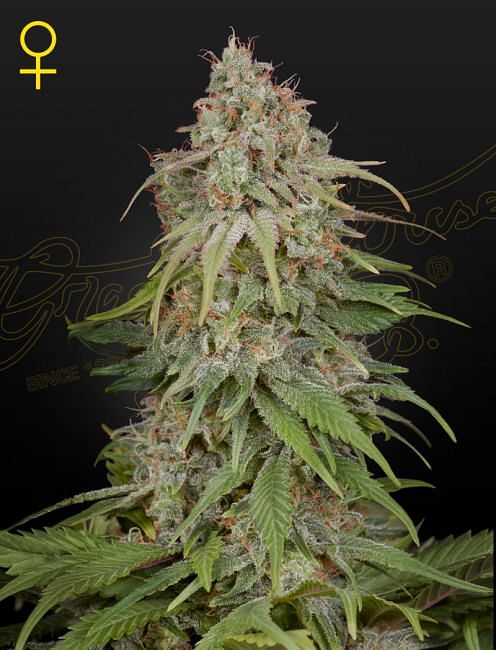 GH Amnesia Feminised Seeds