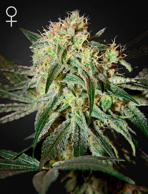 Damn Sour Feminised Seeds