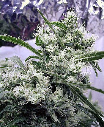 AK47 Regular Seeds - 11