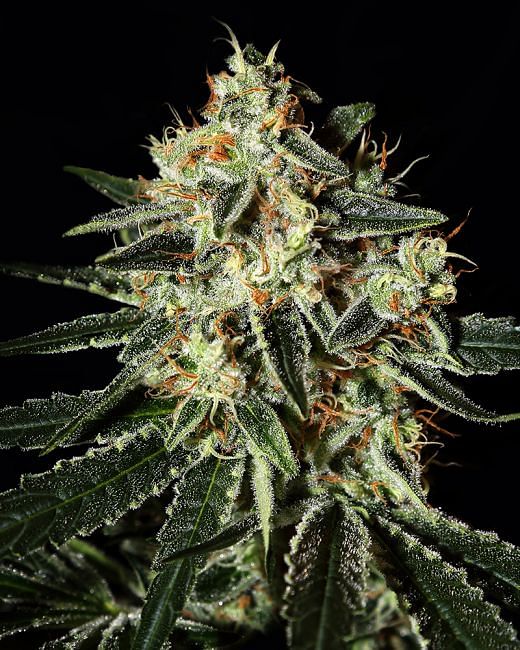 Cheese Feminised Seeds