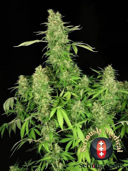 Chronic CBD Feminised Seeds