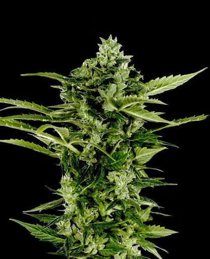 Auto-Bomb Feminised Seeds