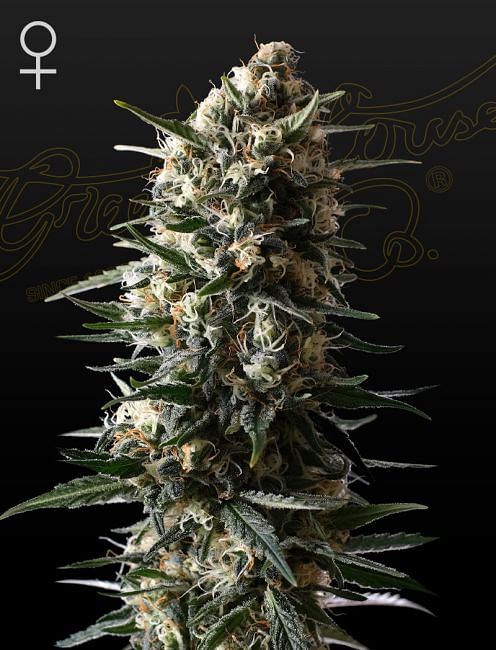 Bubba Slush Feminised Seeds