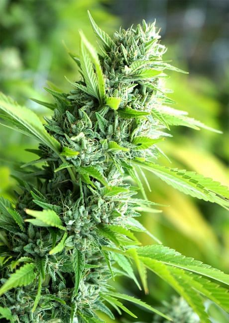 Banana Sapphire Feminised Seeds