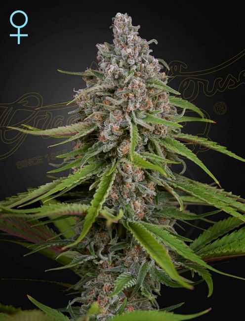 Feminisierte CBD-Samen von Deep Candy 