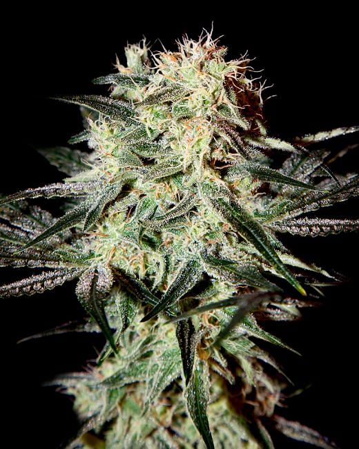 Feminisierte Samen von Arjan's Strawberry Haze 