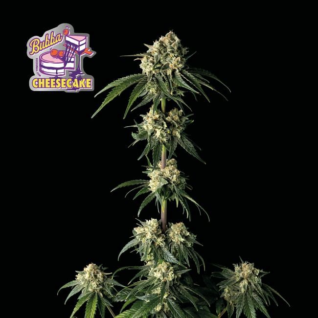 Bubba Cheesecake Feminised Seeds