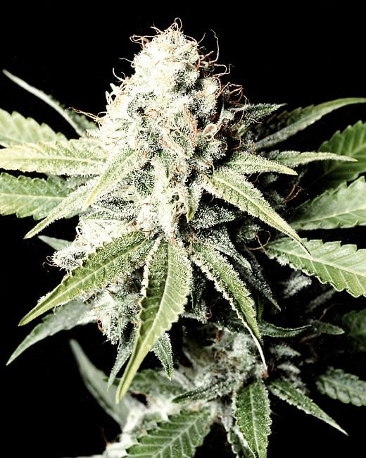 Great White Shark Feminised Seeds