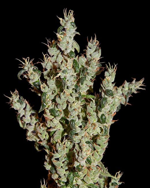 NL5 Haze Mist Feminised Seeds