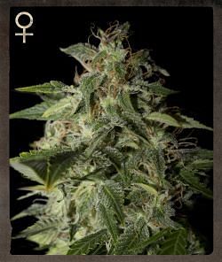 Afgooey Feminised Seeds