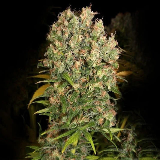 Warlock CBD feminisierte Samen