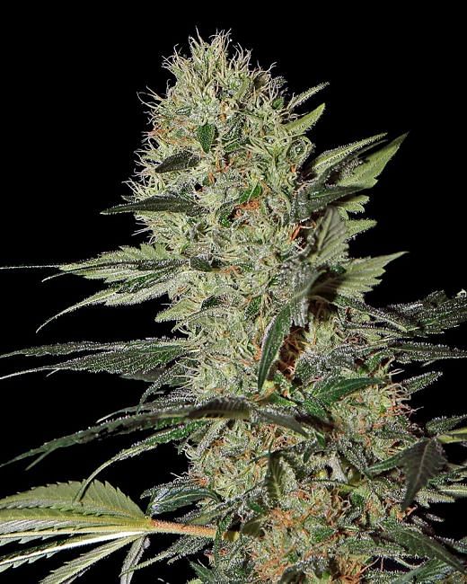 Exodus Cheese Auto Feminisierte Samen 