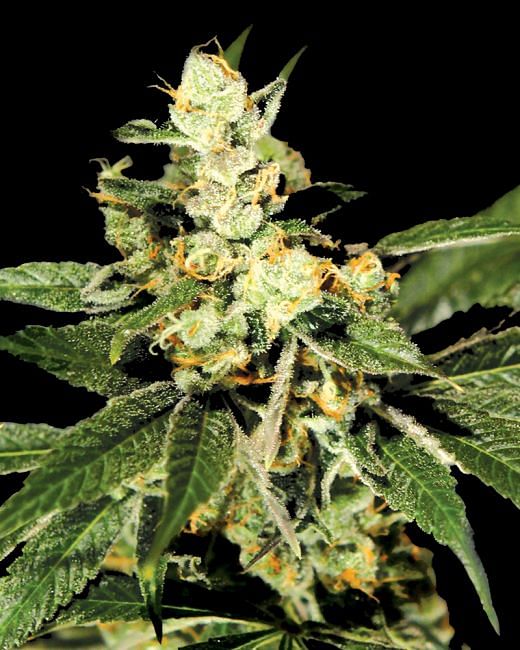 Trainwreck Feminised Seeds