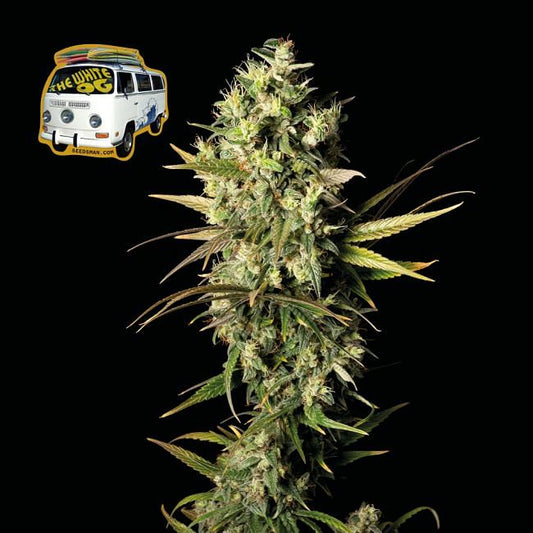 The White OG Feminised Seeds