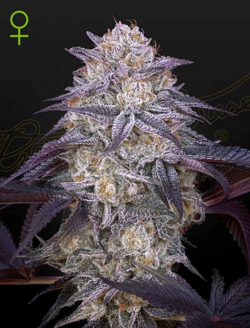 King's Juice Auto feminisierte Samen